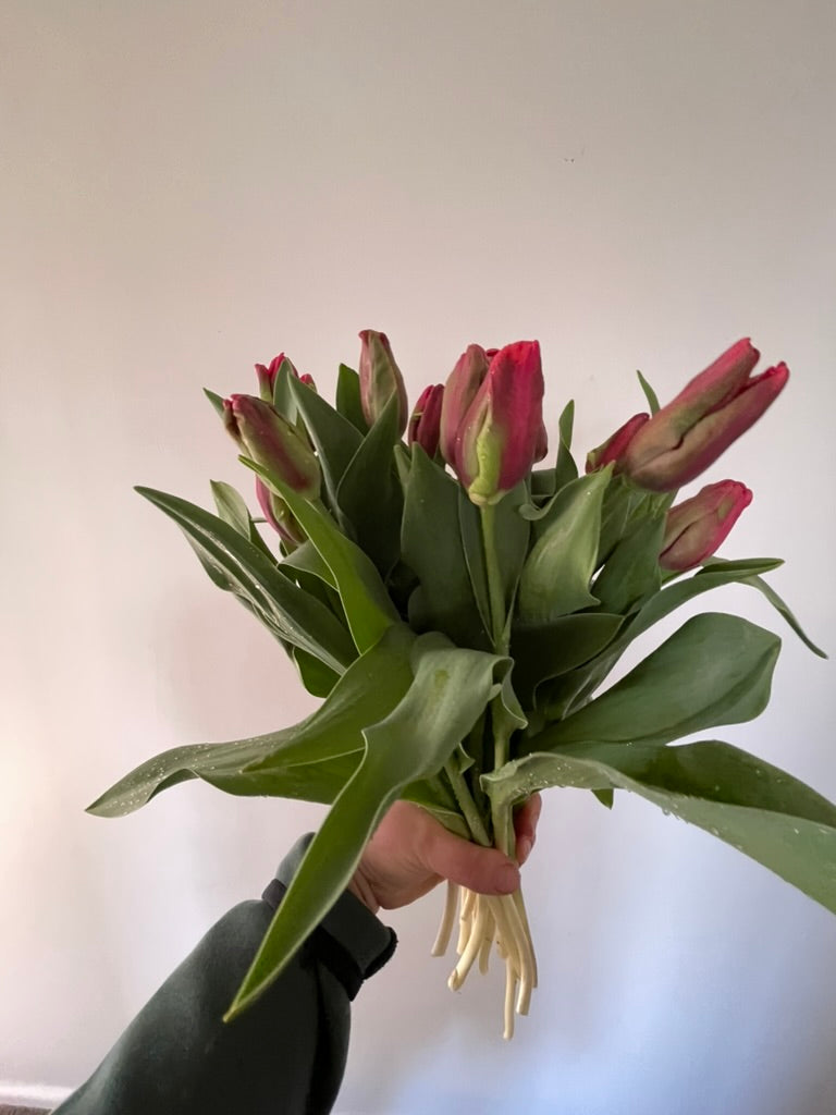 Fresh pink parrot tulips grown at Sunny Flowers, Havelock North, Hawke's Bay