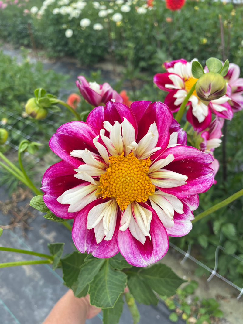 Bumble Rumble dahlias fresh from the farm, Sunny Flowers Havelock North