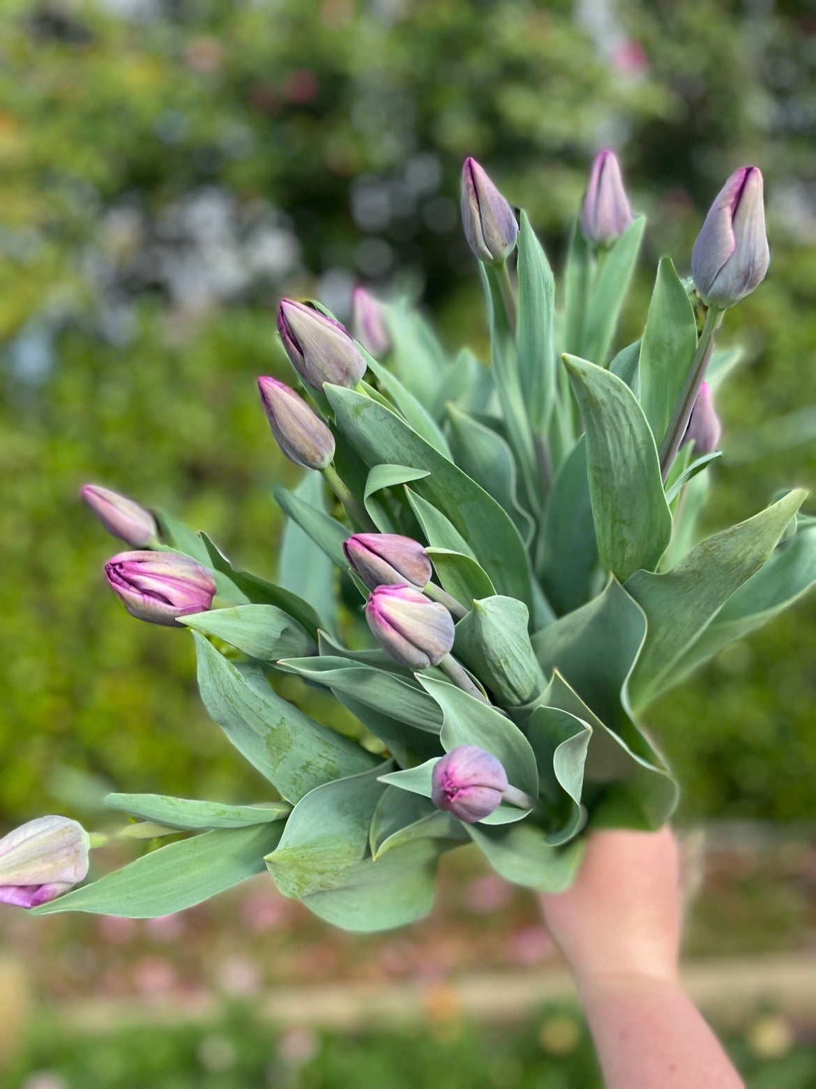 Purple classic tulips fresh from the farm, Havelock North flower farm