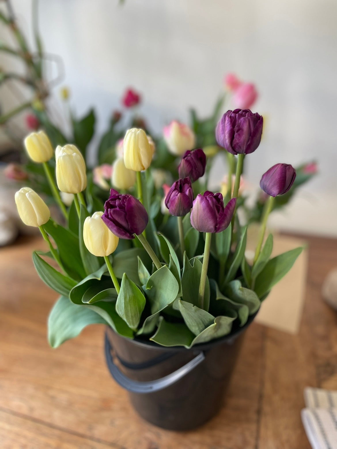 Purple and white tulips fresh from the farm, Havelock North flower farm