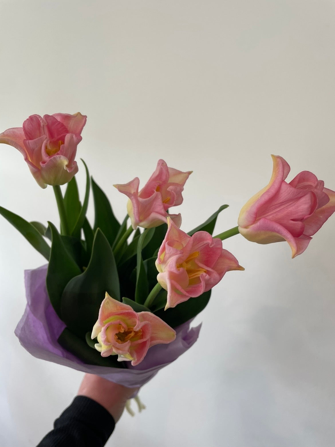 Fresh pink crown tulips grown at Sunny Flowers, Havelock North, Hawke's Bay