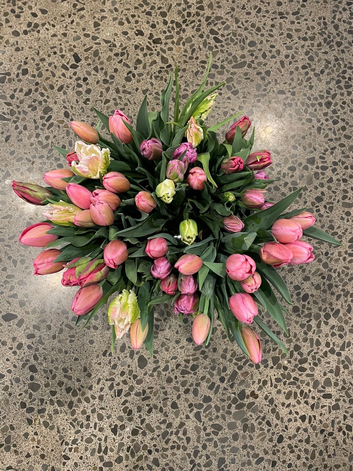 Classic Tulips and Parrot tulips in seasonal colours, grown at Sunny Flowers Hawke's Bay
