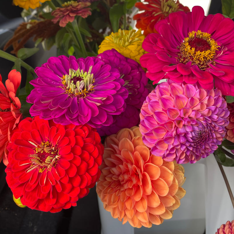 Fresh mixed flowers, zinnias, dahlias, locally grown seasonal flowers, Hawke's Bay NZ