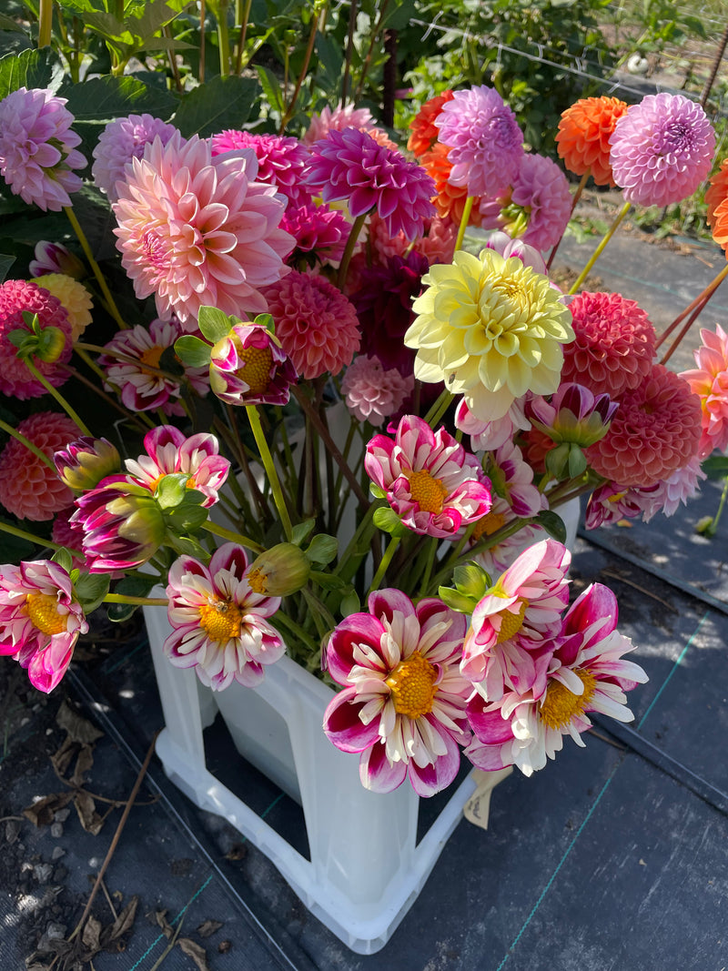 Mixed dahlia bouquet in pink and peach tones, locally grown Hawke's Bay