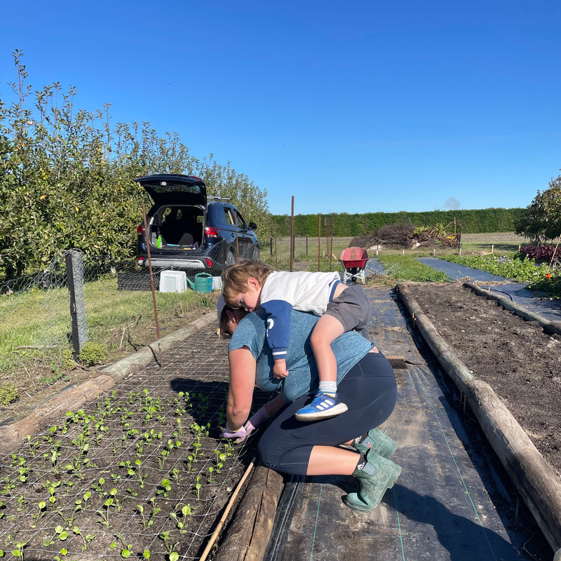 Anna Wilson planting seasonal flowers at Sunny Flowers, Hawke's Bay