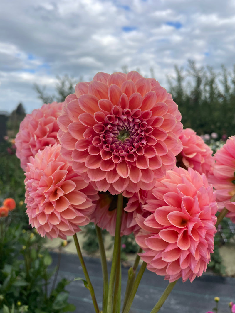 Fresh dahlias grown at Sunny Flowers flower farm, Havelock North